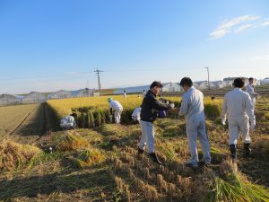 久留米市稲刈り㈱プロテクノ参加