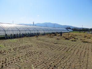 久留米市稲刈り㈱プロテクノ参加